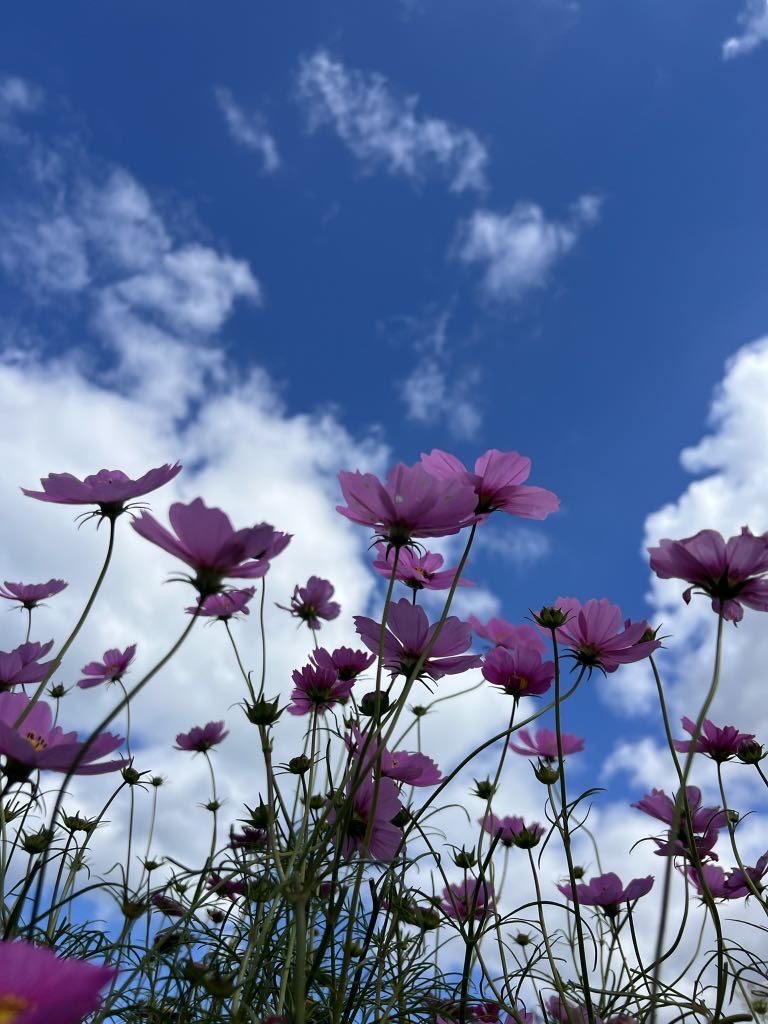 陰日向